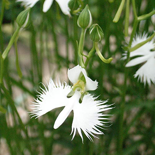 1358-White Dove/Egret Flower (Pecteilis,Habenaria radiata) Seeds by Robsrareandgiantseeds UPC0764425788737 Non-GMO,Organic,USA Grower,Historic plants,Showy,Bonsai,Exotic,Orchid,1358 Package of 5 Seeds