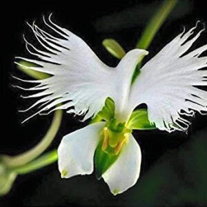 1358-White Dove/Egret Flower (Pecteilis,Habenaria radiata) Seeds by Robsrareandgiantseeds UPC0764425788737 Non-GMO,Organic,USA Grower,Historic plants,Showy,Bonsai,Exotic,Orchid,1358 Package of 5 Seeds