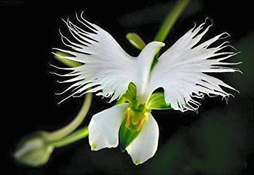 1358-White Dove/Egret Flower (Pecteilis,Habenaria radiata) Seeds by Robsrareandgiantseeds UPC0764425788737 Non-GMO,Organic,USA Grower,Historic plants,Showy,Bonsai,Exotic,Orchid,1358 Package of 5 Seeds