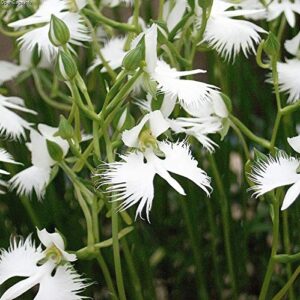 1358-White Dove/Egret Flower (Pecteilis,Habenaria radiata) Seeds by Robsrareandgiantseeds UPC0764425788737 Non-GMO,Organic,USA Grower,Historic plants,Showy,Bonsai,Exotic,Orchid,1358 Package of 5 Seeds