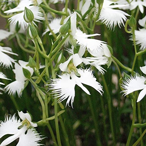 1358-White Dove/Egret Flower (Pecteilis,Habenaria radiata) Seeds by Robsrareandgiantseeds UPC0764425788737 Non-GMO,Organic,USA Grower,Historic plants,Showy,Bonsai,Exotic,Orchid,1358 Package of 5 Seeds