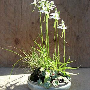 1358-White Dove/Egret Flower (Pecteilis,Habenaria radiata) Seeds by Robsrareandgiantseeds UPC0764425788737 Non-GMO,Organic,USA Grower,Historic plants,Showy,Bonsai,Exotic,Orchid,1358 Package of 5 Seeds