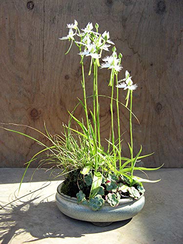 1358-White Dove/Egret Flower (Pecteilis,Habenaria radiata) Seeds by Robsrareandgiantseeds UPC0764425788737 Non-GMO,Organic,USA Grower,Historic plants,Showy,Bonsai,Exotic,Orchid,1358 Package of 5 Seeds