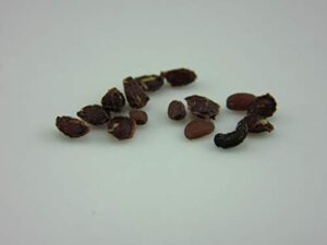 1224-black currant berry bush (ribes rubrum) seeds by robsrareandgiantseeds upc0764425789079 non-gmo,organic,usa grower,bonsai,fruit,rapid-growing,wine,jam,perennial,1224 package 15 seeds