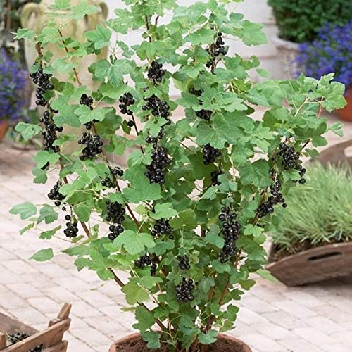 1224-Black Currant Berry Bush (Ribes rubrum) Seeds by Robsrareandgiantseeds UPC0764425789079 Non-GMO,Organic,USA Grower,Bonsai,Fruit,Rapid-Growing,Wine,Jam,Perennial,1224 Package 15 Seeds