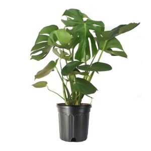 american plant exchange live monstera deliciosa plant with edible fruits, split leaf philodendron plant, plant pot for home and garden decor, 10" pot