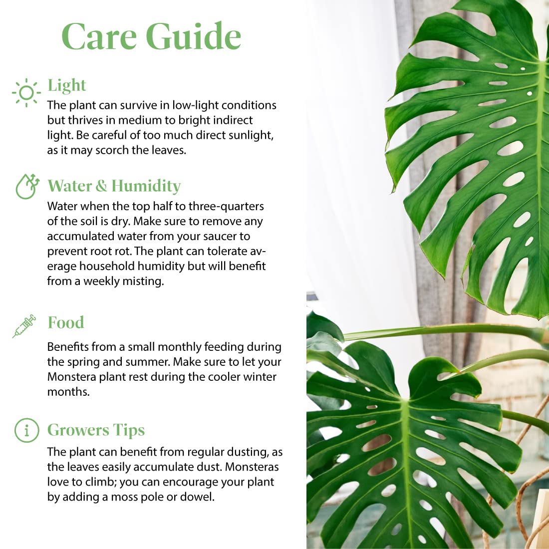American Plant Exchange Live Monstera Deliciosa Plant with Edible Fruits, Split Leaf Philodendron Plant, Plant Pot for Home and Garden Decor, 10" Pot