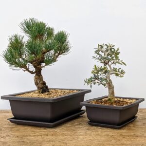 Tinyroots Bonsai Training Pots with Humidity Trays - Built in Mesh, 6" and 8" Large Planter Combo Pack + Made from Durable Shatter Proof Poly-Resin (Set of 6 Pot Set)…