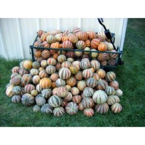 10 Rare Kajari Melon Seeds - Bright Striped Melon, Compact Vines - 60-70 Days Till Ripe - Grows in Shade