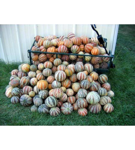 10 Rare Kajari Melon Seeds - Bright Striped Melon, Compact Vines - 60-70 Days Till Ripe - Grows in Shade