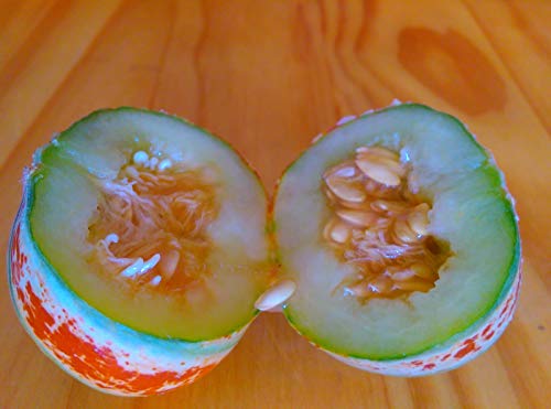 10 Rare Kajari Melon Seeds - Bright Striped Melon, Compact Vines - 60-70 Days Till Ripe - Grows in Shade