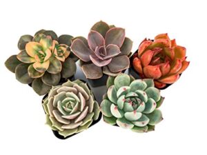 live succulent plants (5 pack), 2" live succulents fully rooted in grower pots, succulent plants live, by the succulent cult
