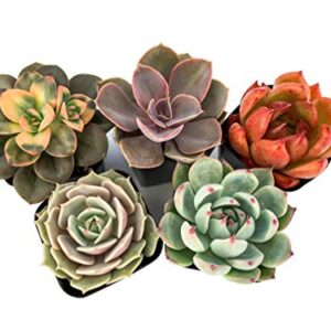 Live Succulent Plants (5 Pack), 2" Live Succulents Fully Rooted in Grower Pots, Succulent Plants Live, by The Succulent Cult