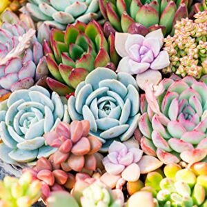 Live Succulent Plants (5 Pack), 2" Live Succulents Fully Rooted in Grower Pots, Succulent Plants Live, by The Succulent Cult