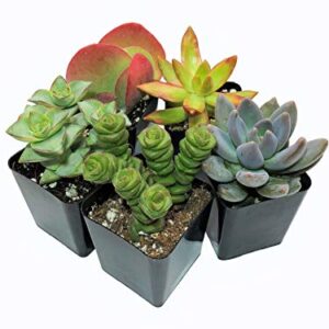 Live Succulent Plants (5 Pack), 2" Live Succulents Fully Rooted in Grower Pots, Succulent Plants Live, by The Succulent Cult