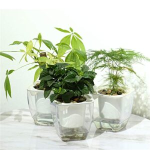 Self Watering Planter , FENGZHITAO African Violet Pots, Clear Plastic Automatic-Watering Planter Flower Pot Square Plant Pot for All House Plants, Succulents, Herb, African Violets (3 Packs Small)