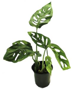swiss cheese plant - monstera adansonii - easy to grow old favorite - 4" pot