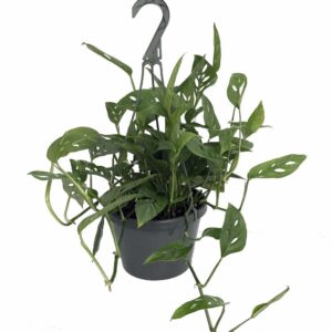 Swiss Cheese Plant - Monstera adansonii - Easy to Grow Old Favorite - 4" Pot