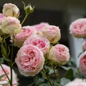 heirloom roses eden climber® rose plant - climbing pink rose bush, own root rose plants for planting outdoors