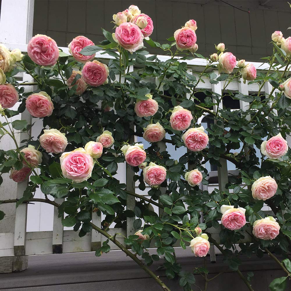 Heirloom Roses Eden Climber® Rose Plant - Climbing Pink Rose Bush, Own Root Rose Plants for Planting Outdoors