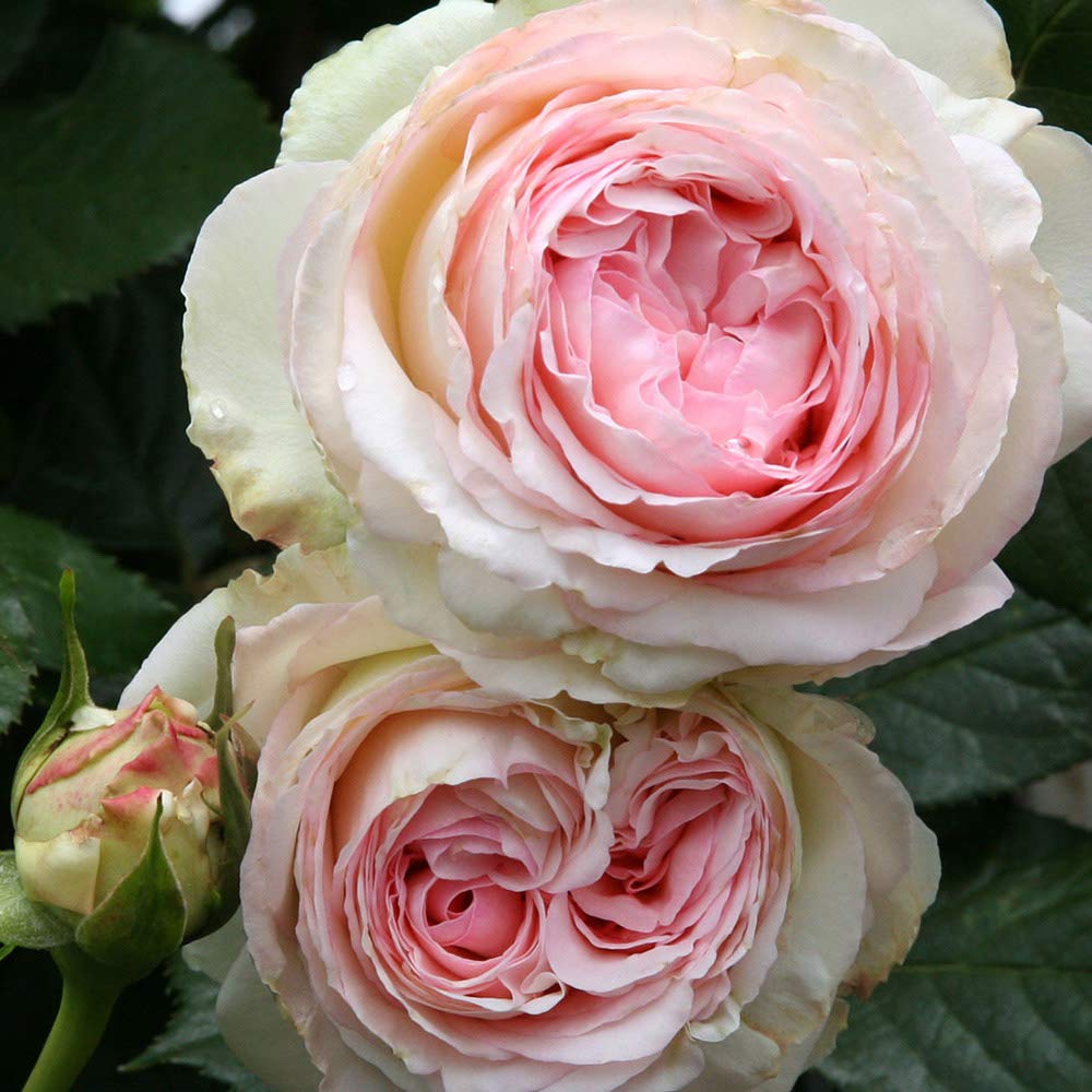 Heirloom Roses Eden Climber® Rose Plant - Climbing Pink Rose Bush, Own Root Rose Plants for Planting Outdoors