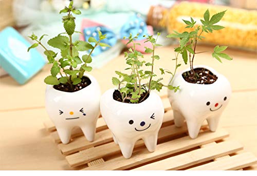 MONMOB Pack of 3 Mini Shaped Tooth Planter Ceramic Succulent Plant Pots Set for Small Succulent Tooth Gifts for Adults Kids Women Dentist