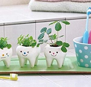 MONMOB Pack of 3 Mini Shaped Tooth Planter Ceramic Succulent Plant Pots Set for Small Succulent Tooth Gifts for Adults Kids Women Dentist