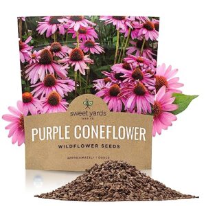 purple coneflower seeds – extra large packet – over 3,000 open pollinated non-gmo wildflower seeds – echinacea purpurea