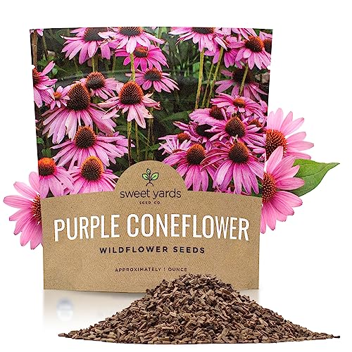 Purple Coneflower Seeds – Extra Large Packet – Over 3,000 Open Pollinated Non-GMO Wildflower Seeds – Echinacea purpurea