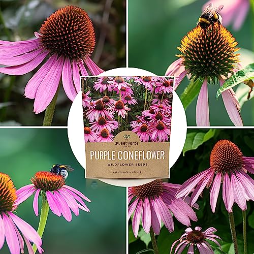 Purple Coneflower Seeds – Extra Large Packet – Over 3,000 Open Pollinated Non-GMO Wildflower Seeds – Echinacea purpurea