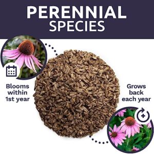 Purple Coneflower Seeds – Extra Large Packet – Over 3,000 Open Pollinated Non-GMO Wildflower Seeds – Echinacea purpurea