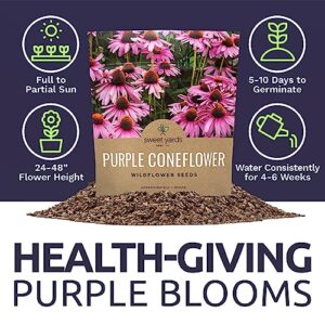 Purple Coneflower Seeds – Extra Large Packet – Over 3,000 Open Pollinated Non-GMO Wildflower Seeds – Echinacea purpurea