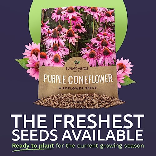 Purple Coneflower Seeds – Extra Large Packet – Over 3,000 Open Pollinated Non-GMO Wildflower Seeds – Echinacea purpurea