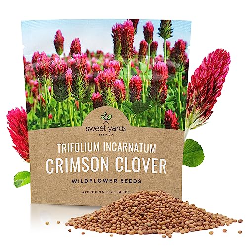 Crimson Clover Seeds – Extra Large Packet – Over 5,000 Open Pollinated Non-GMO Seeds – Trifolium incarnatum