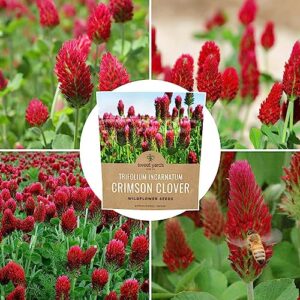 Crimson Clover Seeds – Extra Large Packet – Over 5,000 Open Pollinated Non-GMO Seeds – Trifolium incarnatum