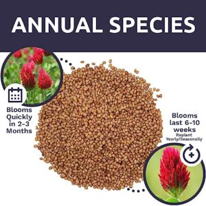 Crimson Clover Seeds – Extra Large Packet – Over 5,000 Open Pollinated Non-GMO Seeds – Trifolium incarnatum