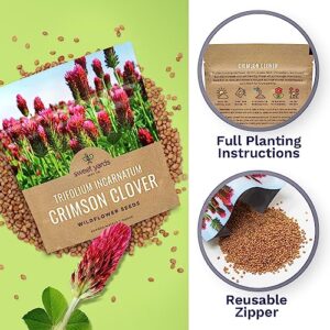 Crimson Clover Seeds – Extra Large Packet – Over 5,000 Open Pollinated Non-GMO Seeds – Trifolium incarnatum