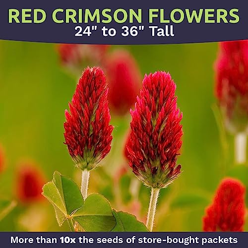 Crimson Clover Seeds – Extra Large Packet – Over 5,000 Open Pollinated Non-GMO Seeds – Trifolium incarnatum