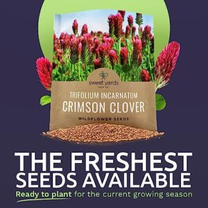 Crimson Clover Seeds – Extra Large Packet – Over 5,000 Open Pollinated Non-GMO Seeds – Trifolium incarnatum