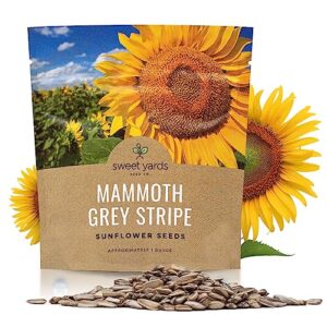 mammoth grey stripe sunflower seeds for planting – extra large packet – over 250 open pollinated non-gmo seeds – helianthus annus