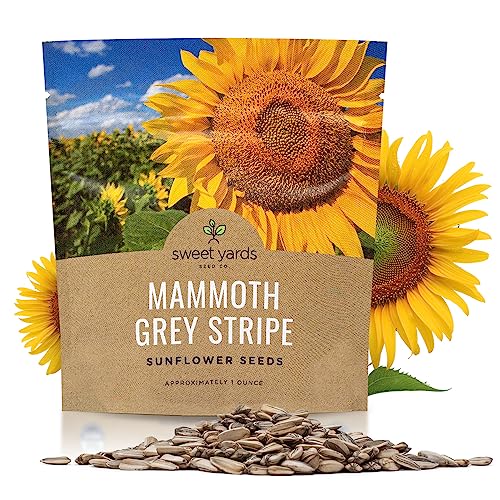 Mammoth Grey Stripe Sunflower Seeds for Planting – Extra Large Packet – Over 250 Open Pollinated Non-GMO Seeds – Helianthus annus