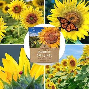 Mammoth Grey Stripe Sunflower Seeds for Planting – Extra Large Packet – Over 250 Open Pollinated Non-GMO Seeds – Helianthus annus