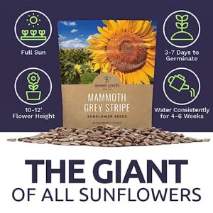 Mammoth Grey Stripe Sunflower Seeds for Planting – Extra Large Packet – Over 250 Open Pollinated Non-GMO Seeds – Helianthus annus