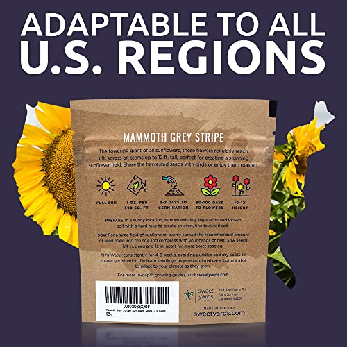 Mammoth Grey Stripe Sunflower Seeds for Planting – Extra Large Packet – Over 250 Open Pollinated Non-GMO Seeds – Helianthus annus