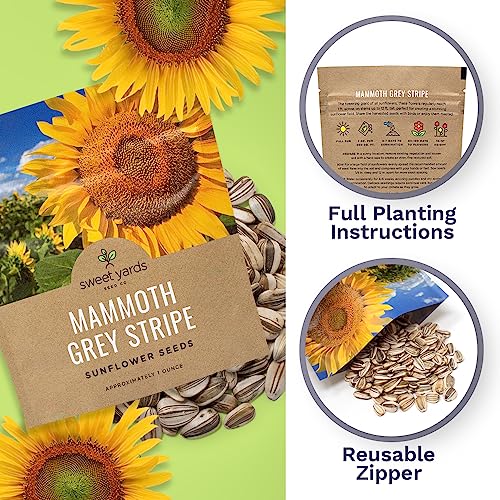 Mammoth Grey Stripe Sunflower Seeds for Planting – Extra Large Packet – Over 250 Open Pollinated Non-GMO Seeds – Helianthus annus