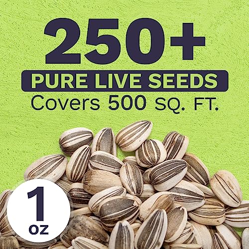 Mammoth Grey Stripe Sunflower Seeds for Planting – Extra Large Packet – Over 250 Open Pollinated Non-GMO Seeds – Helianthus annus