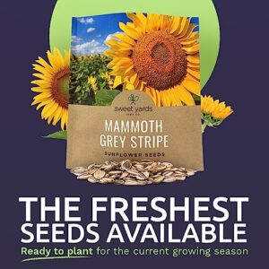 Mammoth Grey Stripe Sunflower Seeds for Planting – Extra Large Packet – Over 250 Open Pollinated Non-GMO Seeds – Helianthus annus