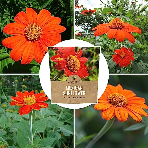 Mexican Sunflower Seeds – Extra Large Packet – Over 2,500 Open Pollinated Non-GMO Wildflower Seeds – Tithonia rotundifolia