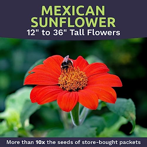 Mexican Sunflower Seeds – Extra Large Packet – Over 2,500 Open Pollinated Non-GMO Wildflower Seeds – Tithonia rotundifolia