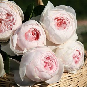 heirloom roses earth angel rose plant - parfuma® earth angel pink floribunda rose bush, cupped peony shaped blooms